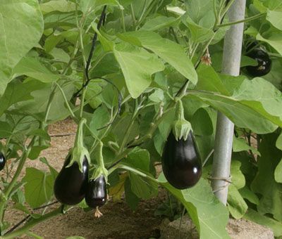 Planta de Calabacín