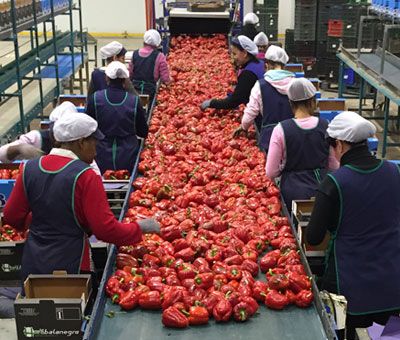 Procesado del pimiento